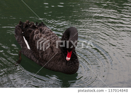 The male black swan has black-gray plumage all over its body, dark red eyes, a red beak with a white stripe, a black tip of the beak, legs and feet, while the female is exactly the same as the male 137014848