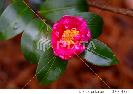 Pink Camellia Flower with Raindrops in Natural Garden Pink Camellia Flower with Raindrops in Natural Garden 137014854