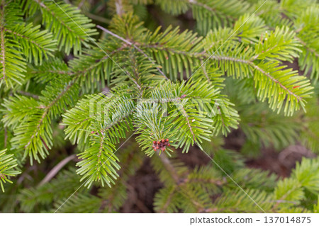 Close-up of blooming tree branch of Nordmann fir or Abies nordmanniana with fresh female cones inflorescence among green needles outdoors at spring day. Natural background, macro shot, shallow focus. 137014875