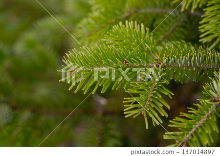 Close-up of blooming tree branch of Nordmann fir or Abies nordmanniana with fresh female cones inflorescence among green needles outdoors at spring day. Natural background, macro shot, shallow focus. 137014897