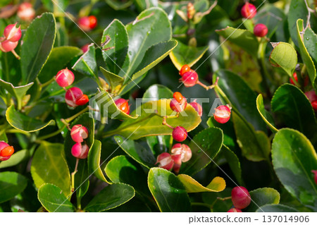 evergreen euonymus japonicus on the green leaves background evergreen euonymus japonicus on the green leaves background 137014906