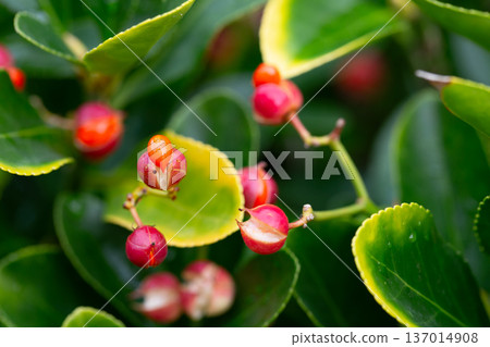 evergreen euonymus japonicus on the green leaves background 137014908