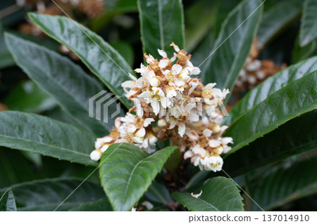 Blooming Japanese medlar (Eriobotrya Japonica) on blurred background. Selective focus. Huge beautiful green leaves around yellow inflorescences. Close-up 137014910