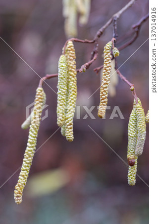 Corylus americana- the American hazelnut 1 or American hazel, 2 is a species of deciduous shrub in the genus Corylus, Catkins hanging on a tree branch in early spring, Corylus Avellana Contorta Tree Corylus americana- the American hazelnut 1 or American hazel, 2 is a species of deciduous shrub in the genus Corylus, Catkins hanging on a tree branch in early spring, Corylus Avellana Contorta Tree 137014916