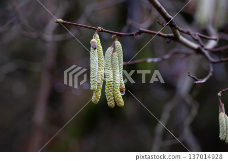 Corylus americana- the American hazelnut 1 or American hazel, 2 is a species of deciduous shrub in the genus Corylus, Catkins hanging on a tree branch in early spring, Corylus Avellana Contorta Tree 137014928