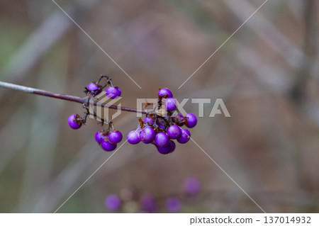 purple berries of callicarapa americana beautyberry selective focus purple berries of callicarapa americana beautyberry selective focus 137014932