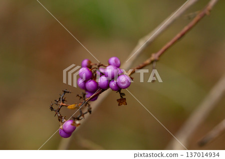 purple berries of callicarapa americana beautyberry selective focus 137014934