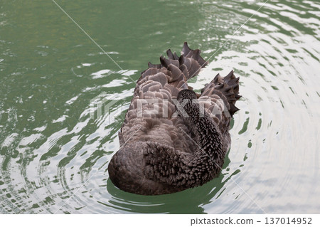Sleeping Black Swan on Tranquil Lake 137014952