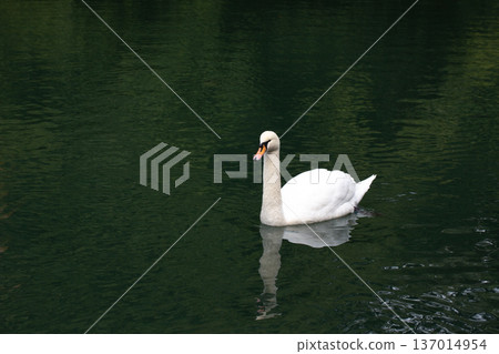 Beautiful Male Swan lounging in the pond Beautiful Male Swan lounging in the pond 137014954