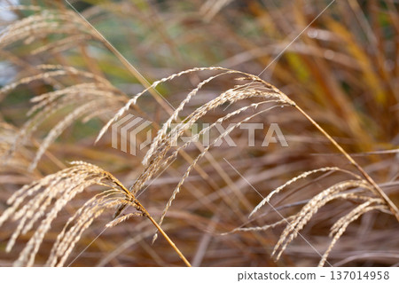 Closeup of miscanthus sinensis purpurascens selective focus 137014958