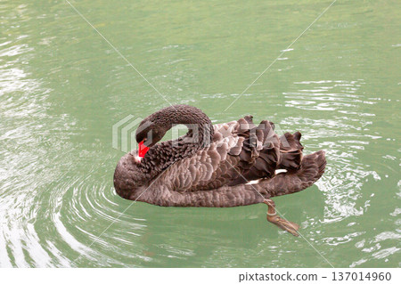 The male black swan has black-gray plumage all over its body, dark red eyes, a red beak with a white stripe, a black tip of the beak, legs and feet, while the female is exactly the same as the male The male black swan has black-gray plumage all over its body, dark red eyes, a red beak with a white stripe, a black tip of the beak, legs and feet, while the female is exactly the same as the male 137014960