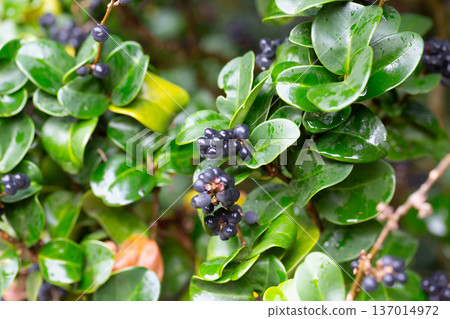 Winter Foliage of the Evergreen Wax Leaf or Japanese Privet Shrub (Ligustrum japonicum 'Rotundifolium') in a Garden Winter Foliage of the Evergreen Wax Leaf or Japanese Privet Shrub (Ligustrum japonicum 'Rotundifolium') in a Garden 137014972