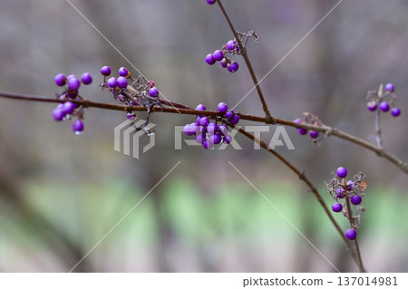 purple berries of callicarapa americana beautyberry selective focus purple berries of callicarapa americana beautyberry selective focus 137014981