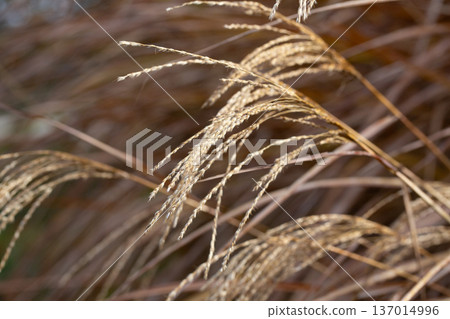 Closeup of miscanthus sinensis purpurascens selective focus Closeup of miscanthus sinensis purpurascens selective focus 137014996