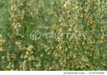 Plant Estragon or Tarragon (Artemisia dracunculus) is a spice used in pickling, canning, and is an excellent seasoning for meat dishes. It has phytoncide properties. 137014998