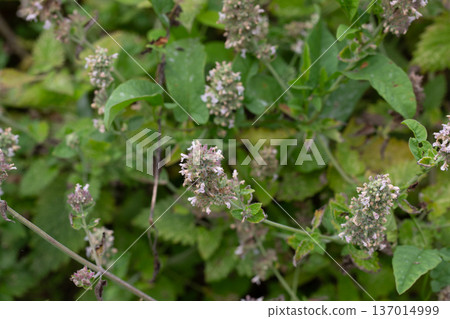 Catnip (lat. Nepeta cataria) - medicinal plant blooms on a Sunny spring day. Catnip, lemon mint - The plant contains up to 3 essential oil, which gives it a strong, distinctive ("lemon") smell that Catnip (lat. Nepeta cataria) - medicinal plant blooms on a Sunny spring day. Catnip, lemon mint - The plant contains up to 3 essential oil, which gives it a strong, distinctive ("lemon") smell that 137014999