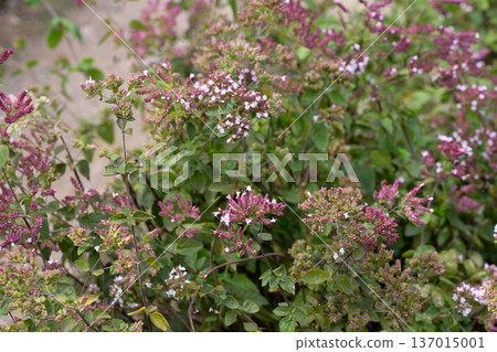 Oregano Origanum vulgare purple violet flowers on nature. A medicinal plant that is also used as a spice; a good honey plant. Oregano Origanum vulgare purple violet flowers on nature. A medicinal plant that is also used as a spice; a good honey plant. 137015001