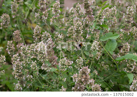 Catnip (lat. Nepeta cataria) - medicinal plant blooms on a Sunny spring day. Catnip, lemon mint - The plant contains up to 3 essential oil, which gives it a strong, distinctive ("lemon") smell that Catnip (lat. Nepeta cataria) - medicinal plant blooms on a Sunny spring day. Catnip, lemon mint - The plant contains up to 3 essential oil, which gives it a strong, distinctive ("lemon") smell that 137015002