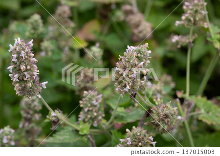 Catnip (lat. Nepeta cataria) - medicinal plant blooms on a Sunny spring day. Catnip, lemon mint - The plant contains up to 3 essential oil, which gives it a strong, distinctive ("lemon") smell that Catnip (lat. Nepeta cataria) - medicinal plant blooms on a Sunny spring day. Catnip, lemon mint - The plant contains up to 3 essential oil, which gives it a strong, distinctive ("lemon") smell that 137015003