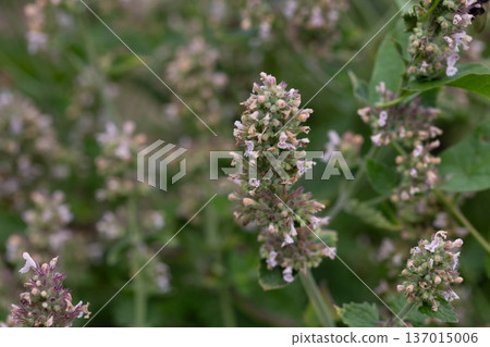 Catnip (lat. Nepeta cataria) - medicinal plant blooms on a Sunny spring day. Catnip, lemon mint - The plant contains up to 3 essential oil, which gives it a strong, distinctive ("lemon") smell that 137015006