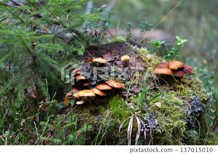 Cluster of honey fungus (Armillaria) also known as honey agaric growing on a forest Cluster of honey fungus (Armillaria) also known as honey agaric growing on a forest 137015010