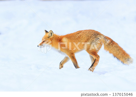 蝦夷紅狐狸奔跑 蝦夷紅狐狸奔跑 137015046