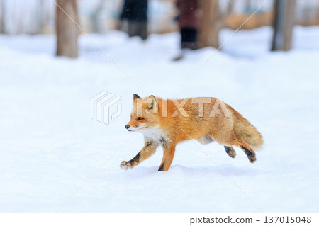Ezo red fox running Ezo red fox running 137015048