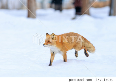 Ezo red fox running Ezo red fox running 137015050