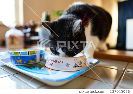 Cat eating food Cat eating food 137015056