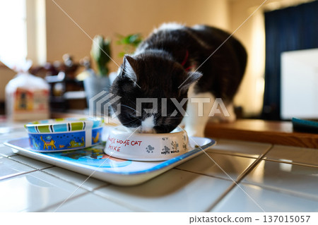 Cat eating food Cat eating food 137015057