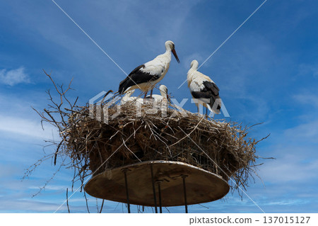 Storks in the nest Storks in the nest 137015127