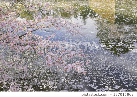 敦賀公園 敦賀公園 137015962