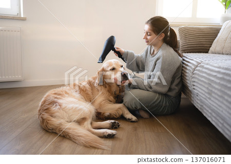 Young girl using a dryer to a golden retriever in a home. The dog looks relaxed on the floor. Young girl using a dryer to a golden retriever in a home. The dog looks relaxed on the floor. 137016071