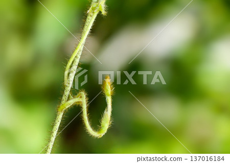 葡萄藤和豆芽 葡萄藤和豆芽 137016184