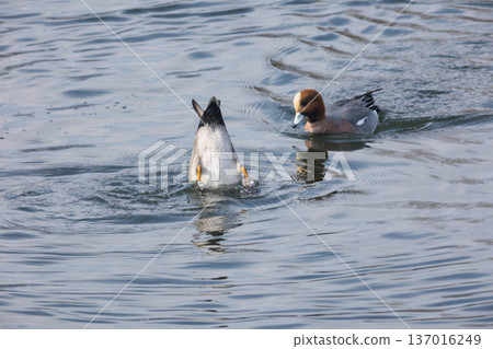 Wigeon Wigeon 137016249