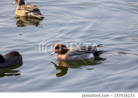  Wigeon 137016253