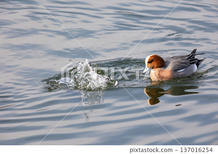  Wigeon 137016254