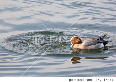  Wigeon 137016255