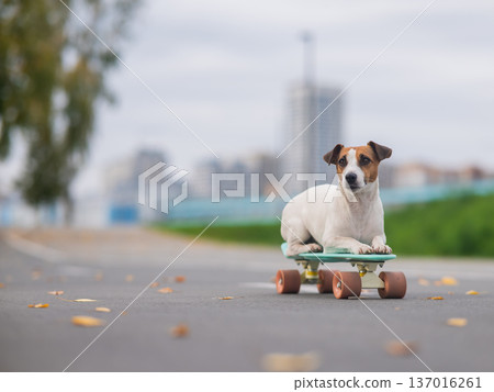 A Jack Russell Terrier rides a penny board in an autumn park. A Jack Russell Terrier rides a penny board in an autumn park. 137016261