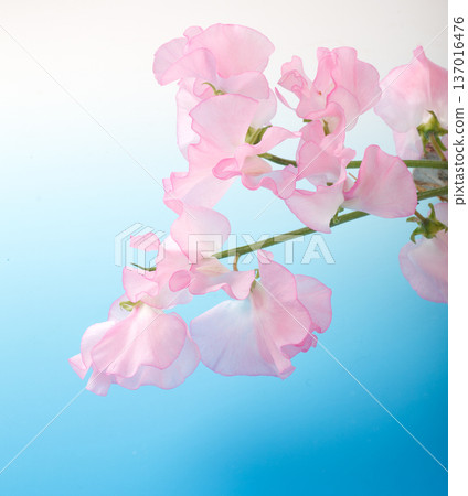 香豌豆圖片 137016476