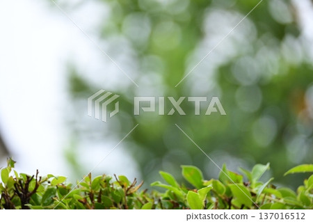 defocused beautiful green leaf texture in springtime, abstract blur natural background defocused beautiful green leaf texture in springtime, abstract blur natural background 137016512