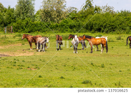 Group of riding horses resting in the meadow 137016625