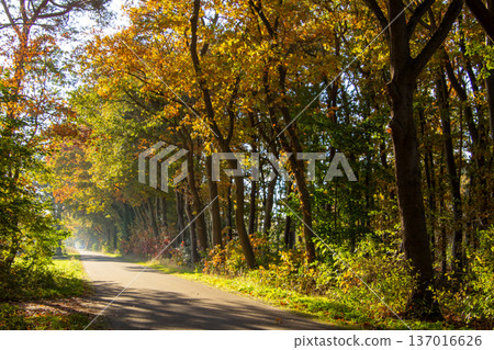 Road through the forest of Zelhem 137016626