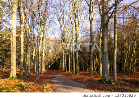 Walking through the forest in Doetinchem in the Achterhoek. 137016629