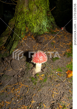 Fly agaric mushroom in the forest 137016636