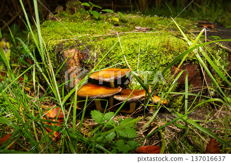 Close-up of mushrooms in the rain 137016637