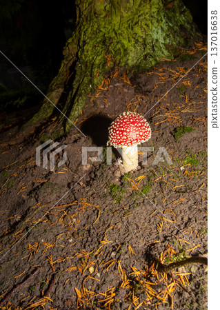 Fly agaric mushroom in the forest Fly agaric mushroom in the forest 137016638