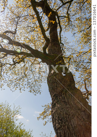 Cheering deciduous tree from low angle view Cheering deciduous tree from low angle view 137016641
