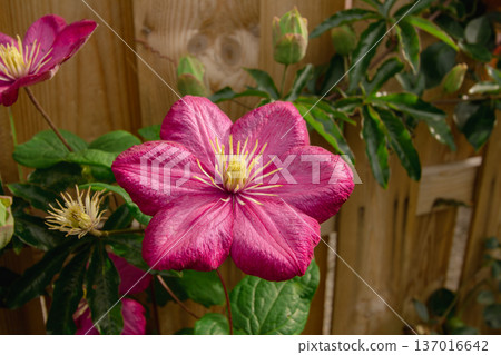 A pink passionflower in the late summer A pink passionflower in the late summer 137016642