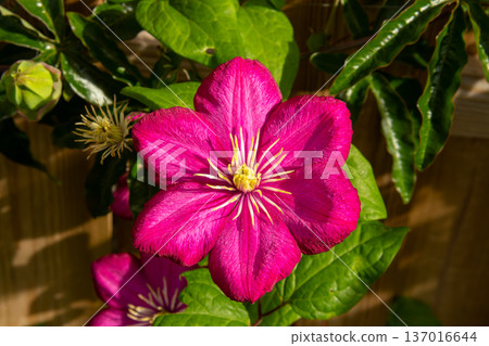 A pink passionflower in the late summer A pink passionflower in the late summer 137016644